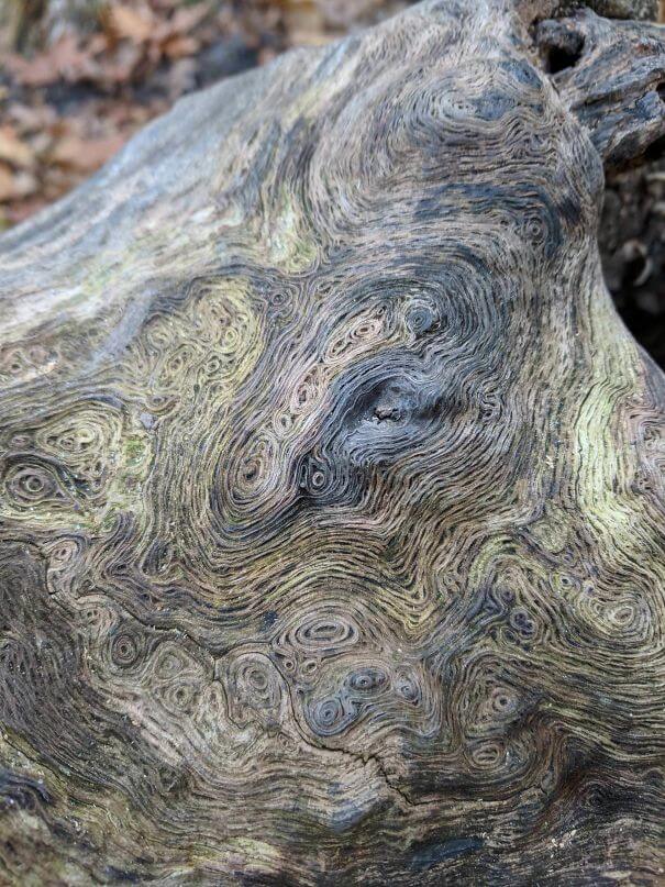 20 Pictures Prove That 'Accidental' Art Can Be Astonishing - The Swirls On This Log