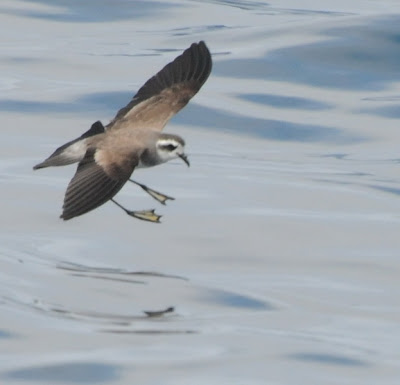 White-faced Storm Petrel (Pelagodroma marina)