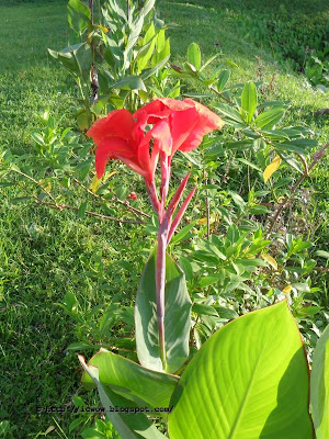 Indian shot, Canna indica