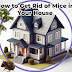 The Complete Handbook on How to Get Rid of Mice in Your House