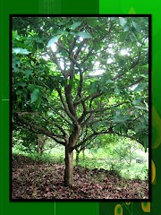 Baru 20+ Gambar Pohon Holat