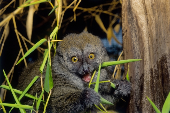 15 cutest endangered animals in the world, gray gentle lemur
