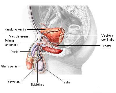 Male Reproductive System of