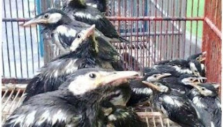 TIPS MEMILIH BURUNG JALAK SUREN JANTAN OMBYOKAN - Harga Burung 2016