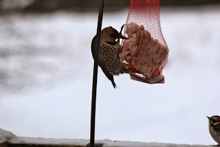 flicker and woodpecker at suet