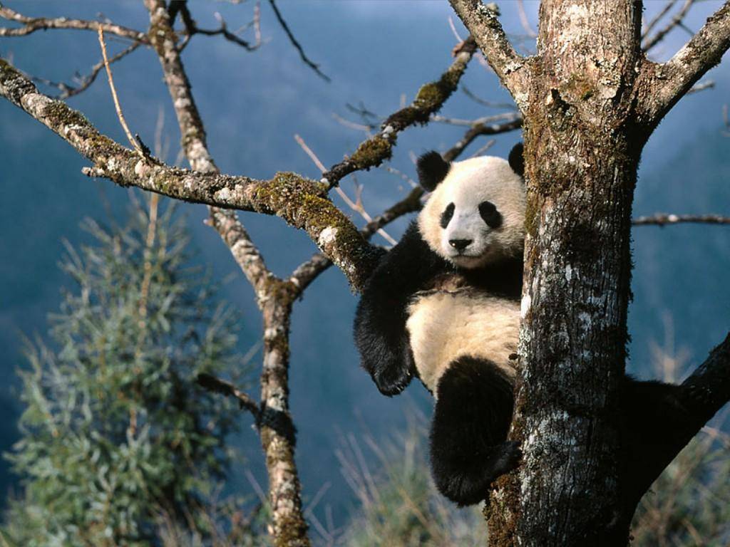 Foto Panda Lucu Gambar Panda Imut GambarBinatangCom