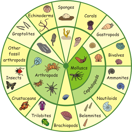 3 Contoh Hewan  Invertebrata  Dan  Vertebrata  Contoh Sur