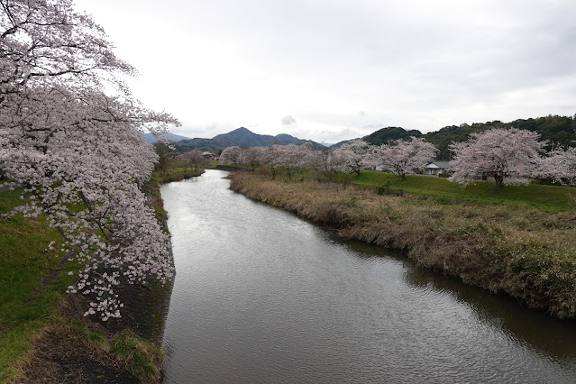 鳥取県西伯郡南部町倭 法勝寺川土手桜