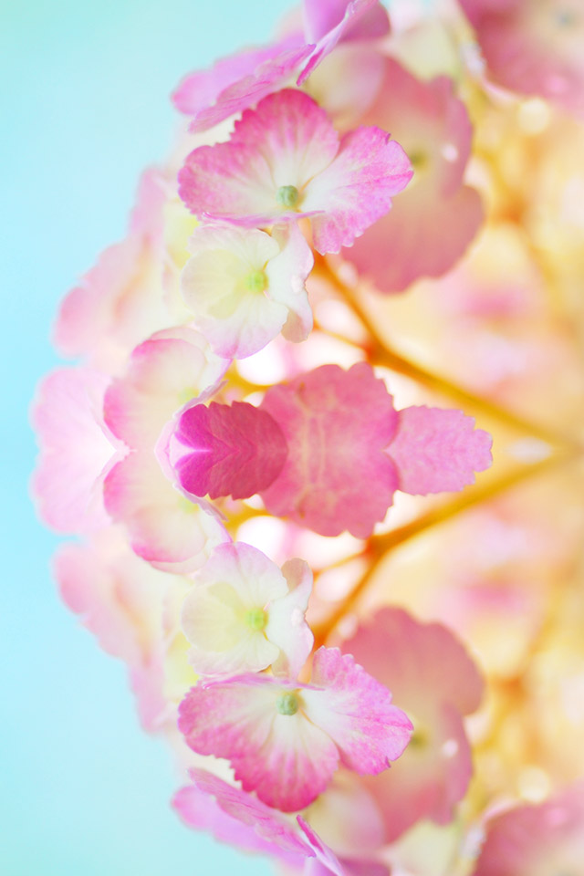 最も人気のある Iphone ハート 壁紙 おしゃれ ただ素晴らしい花