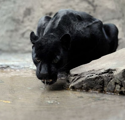 Animals Drinking Seen On www.coolpicturegallery.net