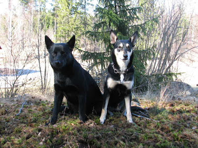 Australian Kelpie