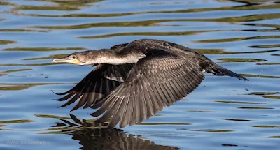 Cormorant in Flight Woodbridge Island, Cape Town (Canon EOS 7D Mark II) 