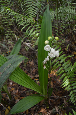 Peristeria elata - Holy Ghost orchid - Dove orchid care and culture