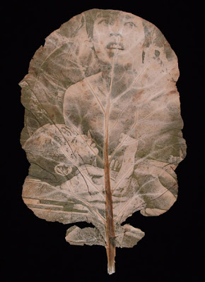 Chlorophyll Printed Art by Binh Danh