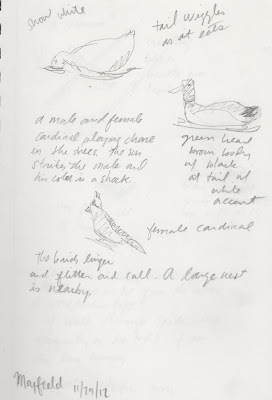 sketch of birds a t Mayfield Park by David Borden