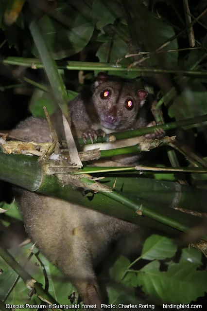 cuscus possum is a nocturnal animal.