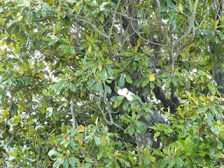 Magnolia grandiflora - Magnolia à grandes fleurs