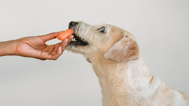 Dog eating carrot