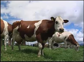 Montbéliarde Cattle Milk, Facts, Price  Montbeliarde vs Fleckvieh 