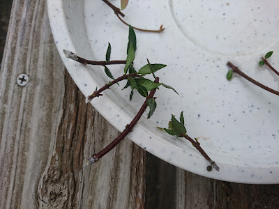 挿し穂　4本