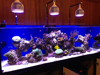 Aquarium  in Malaysia with Orphek PR 72 LED light