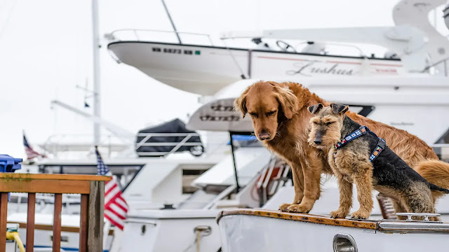 Dogs on yacht