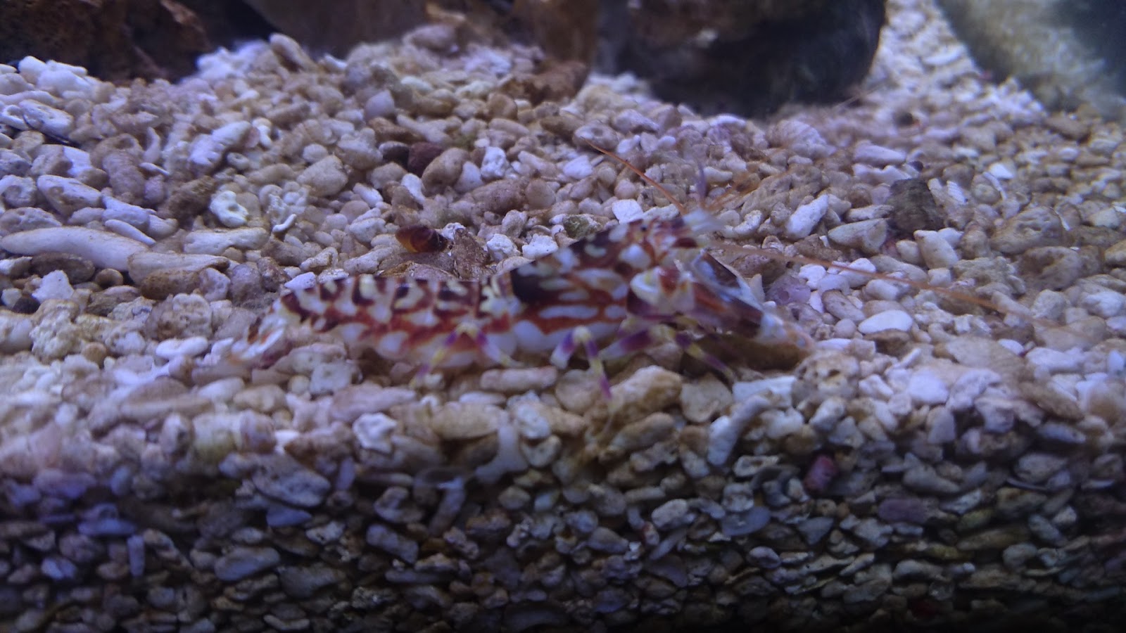 熱帯魚レンタルn Aコラム ハゼと共生するテッポウエビ