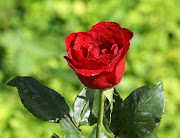 Raising Red Rose Flower (red rose picture )