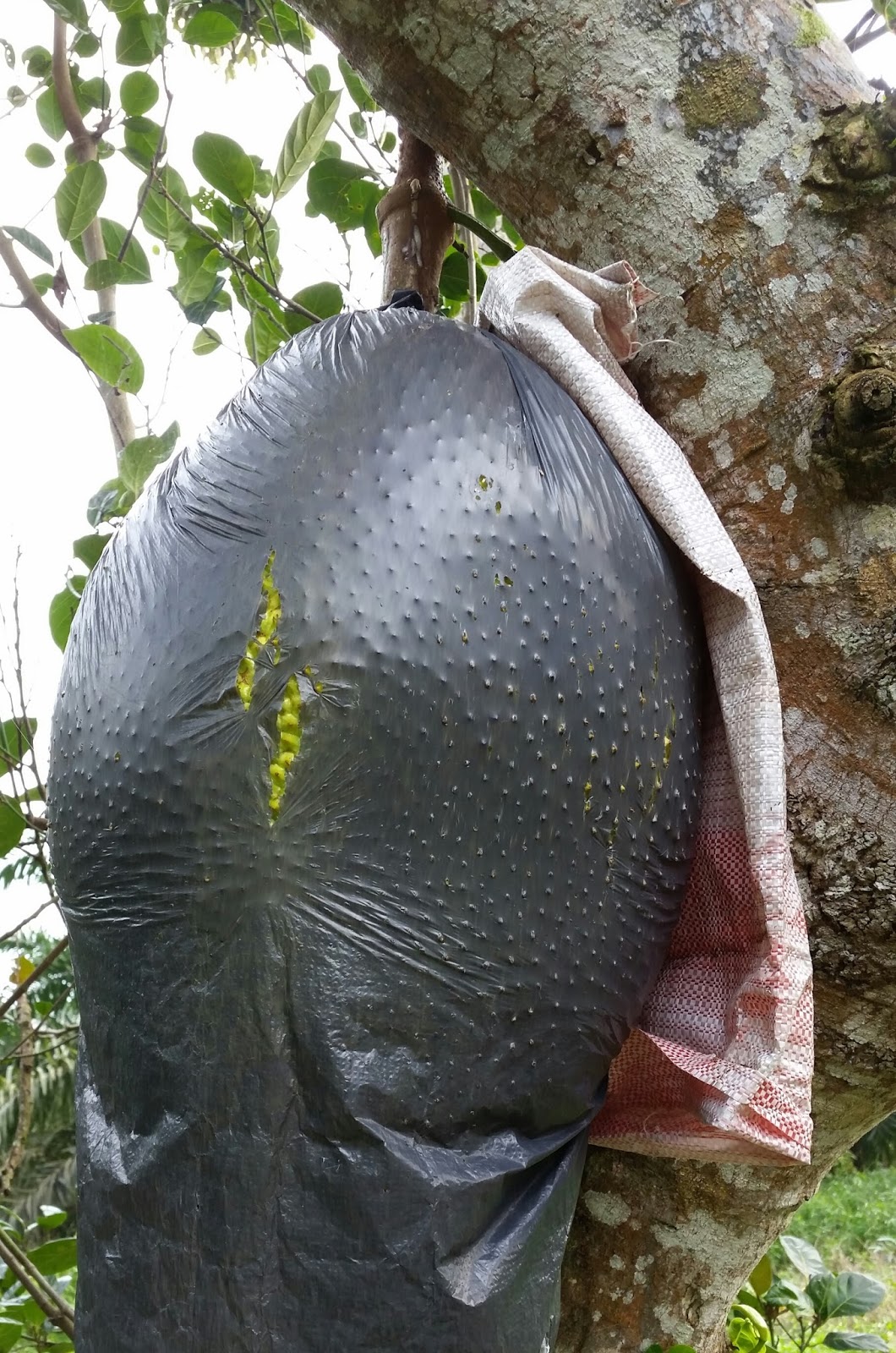 Warisan Petani Kebun Buah  buahan 2