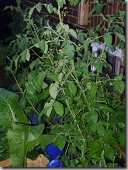 side door sweet 100 tomato