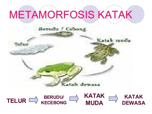 Organ Tubuh Katak Dan Fungsinya
