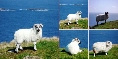 Ver ovelhas achill