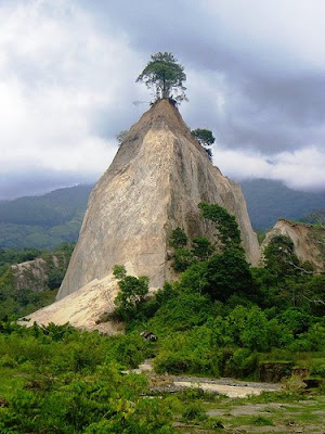 Pohon di atas tebing Jembatan Akar Pohon paling unik dan aneh di indonesia - munsypedia.blogspot.com