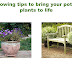  Growing tips to bring your potted plants to life