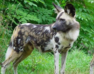 african wild dog temperant