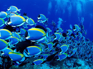 Blue Tang Fish Wallpapers
