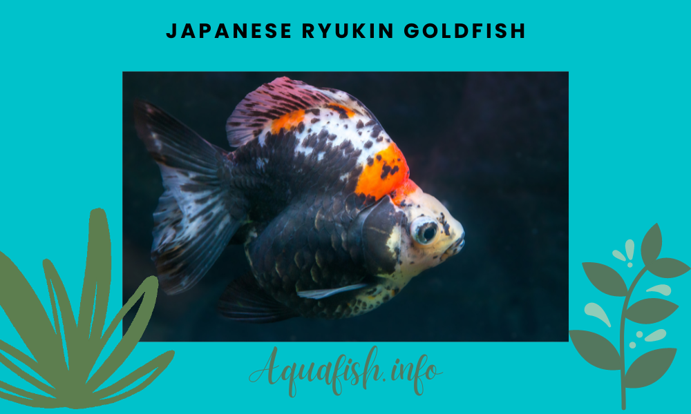 Japanese Ryukin Goldfish