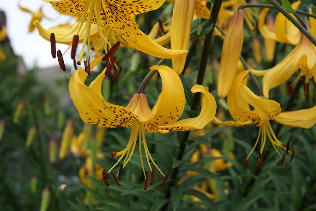 Лилия Лейхтлина (Lilium leichtlinii)