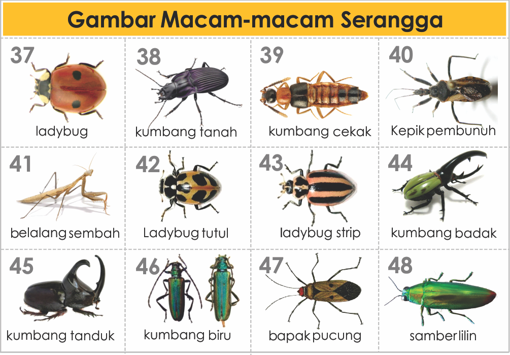  GAMBAR  JENIS MACAM HEWAN  SERANGGA  freewaremini