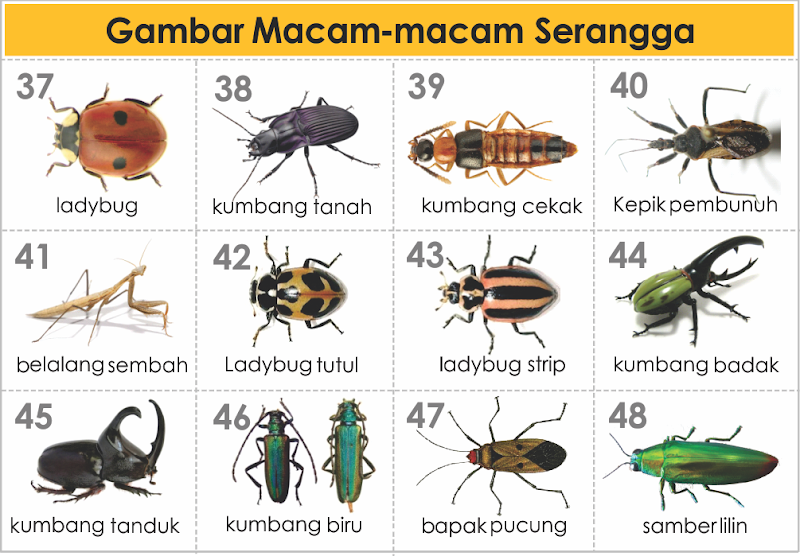 15+ Gambar Hewan Serangga