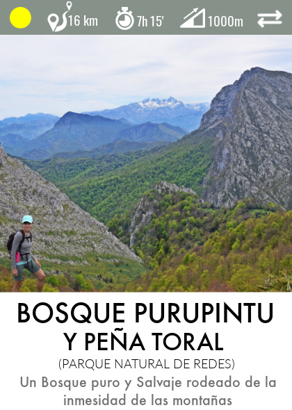 bosque purupintu