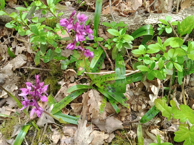 Early Purple Orchid Orchis mascula, Indre et Loire, France. Photo by Loire Valley Time Travel.