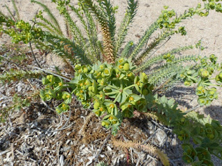 Euphorbia pithyusa - Euphorbe sapinette - Euphorbe des Baléares