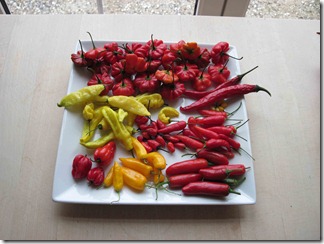 Blandede-chili,-bla-starfis