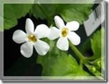 clip_image007[4]