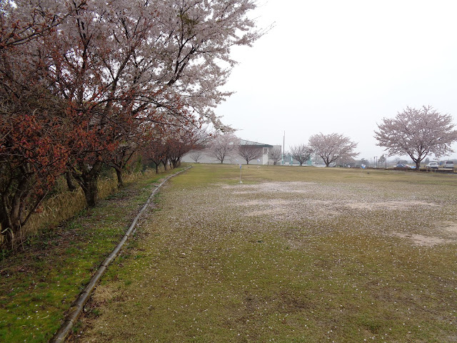 伯耆町総合スポーツ公園のソメイヨシノ桜