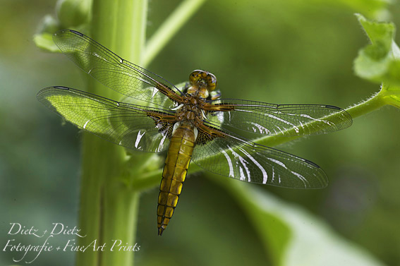 Plattbauch (Libellula depressa)