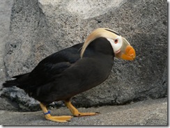 Tufted Puffin