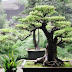 Cara membuat bonsai