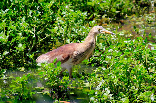 Indian Pond Heron at the Ooty Gardens